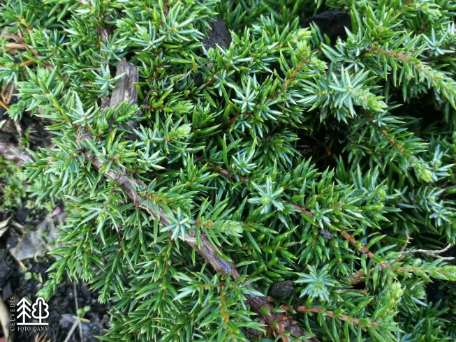 Juniperus communis   'Green Carpet'